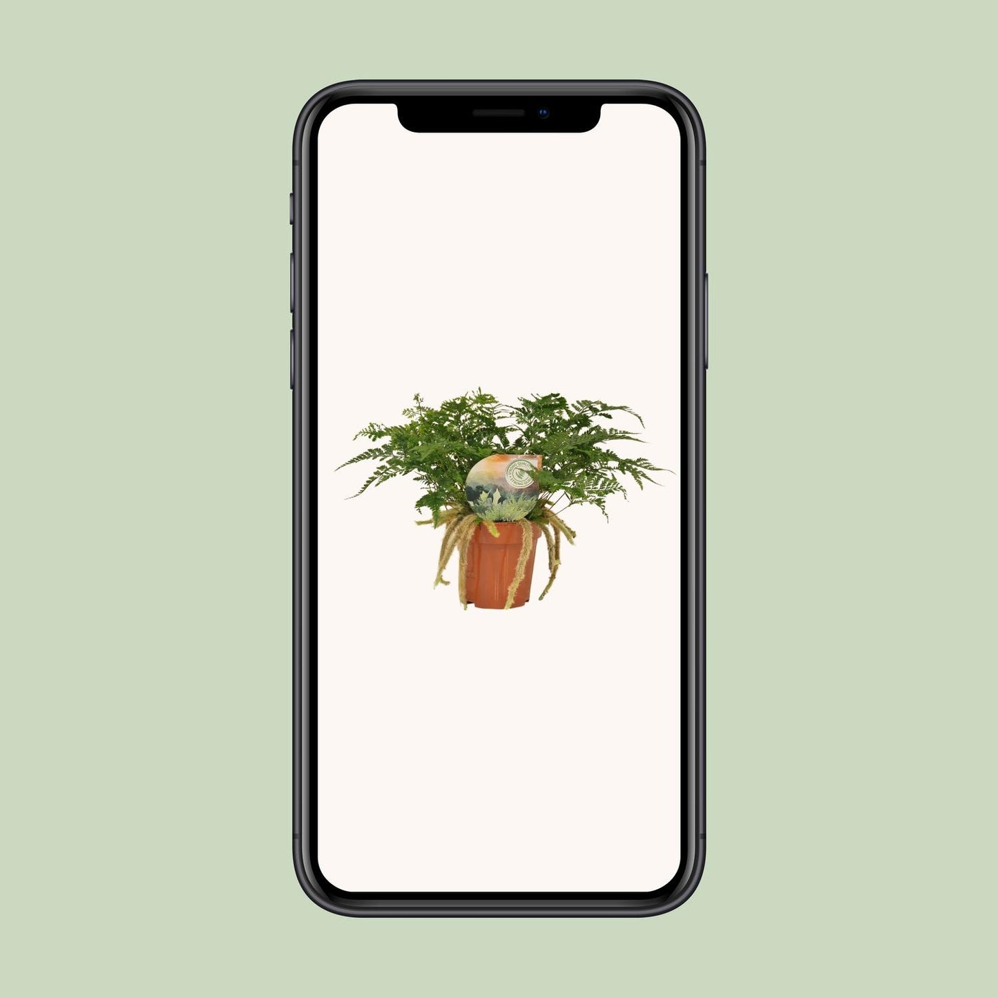 Humata Tyermannii - Ø12cm - ↕30cm