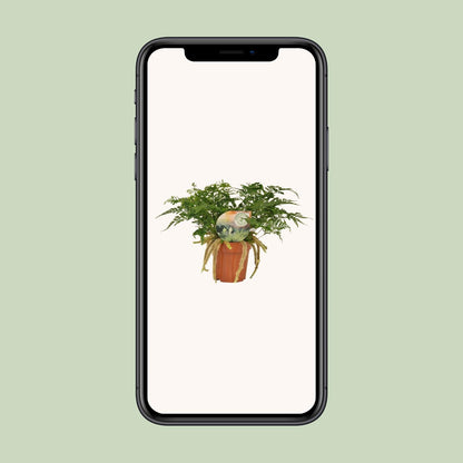 Humata Tyermannii - Ø12cm - ↕30cm