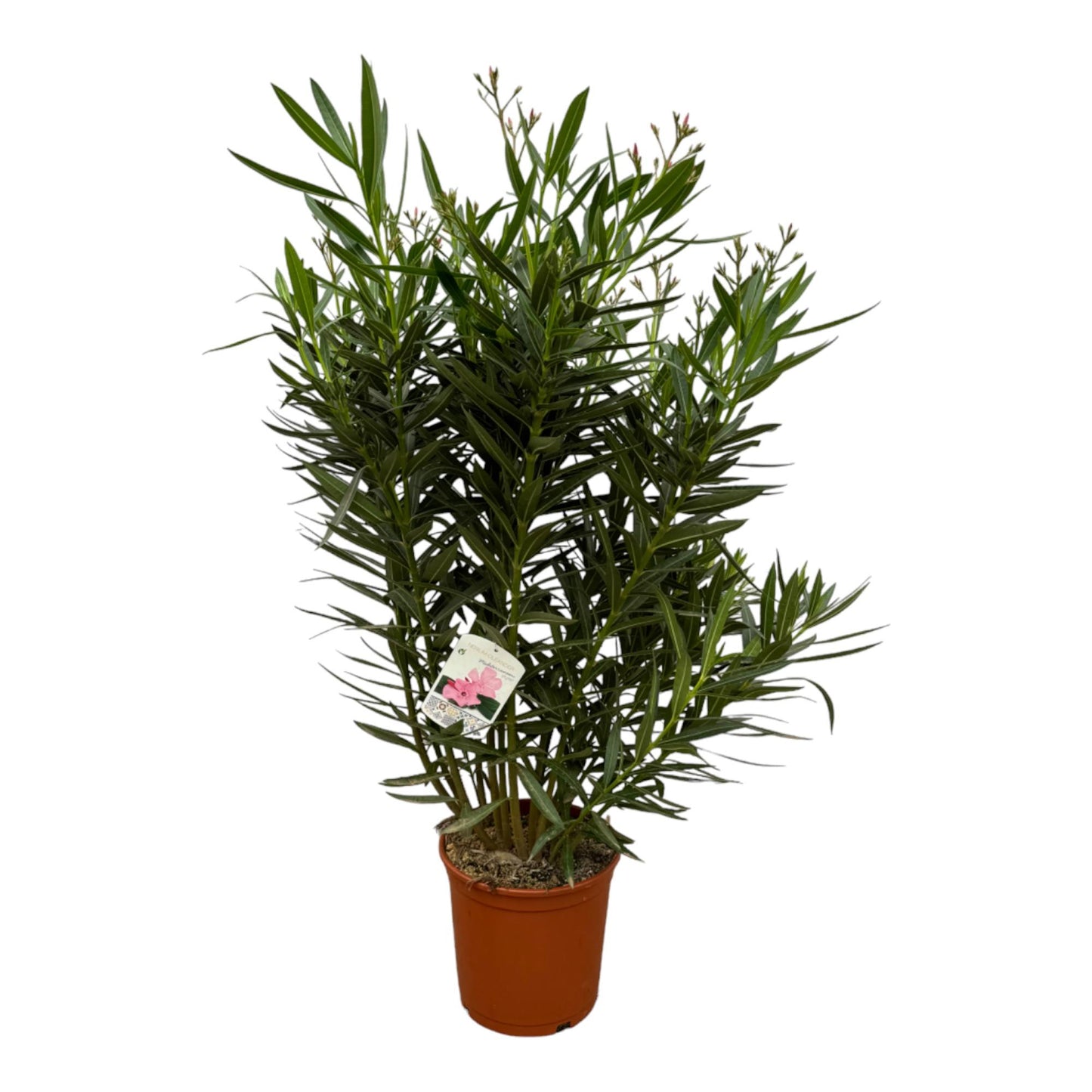 Oleander weiße Blüte 160 cm – Mediterrane Kübelpflanze