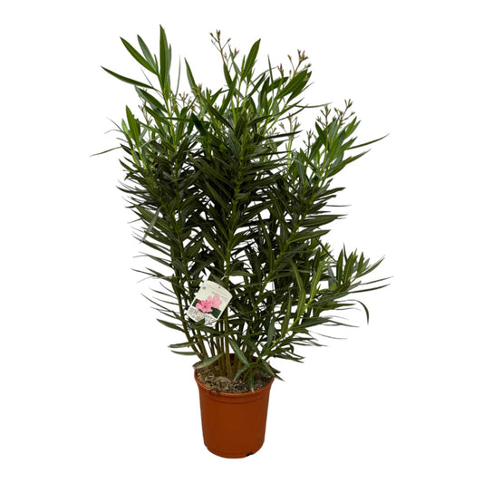 Oleander weiße Blüte 160 cm – Mediterrane Kübelpflanze