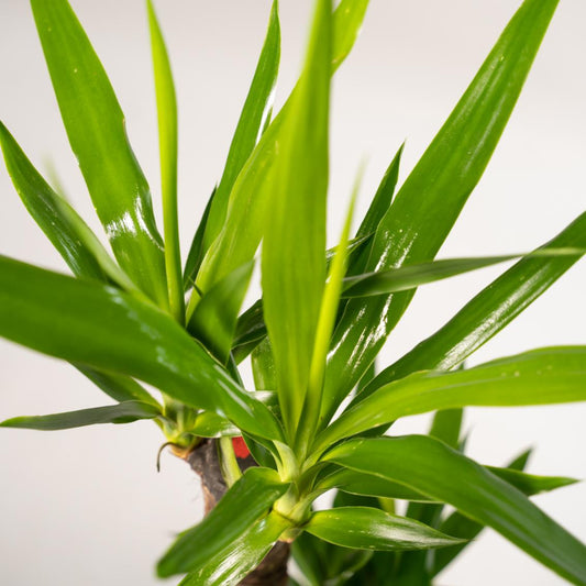 2x Palmlilie (Yucca elephantipes) – 90 cm, pflegeleichtes Set