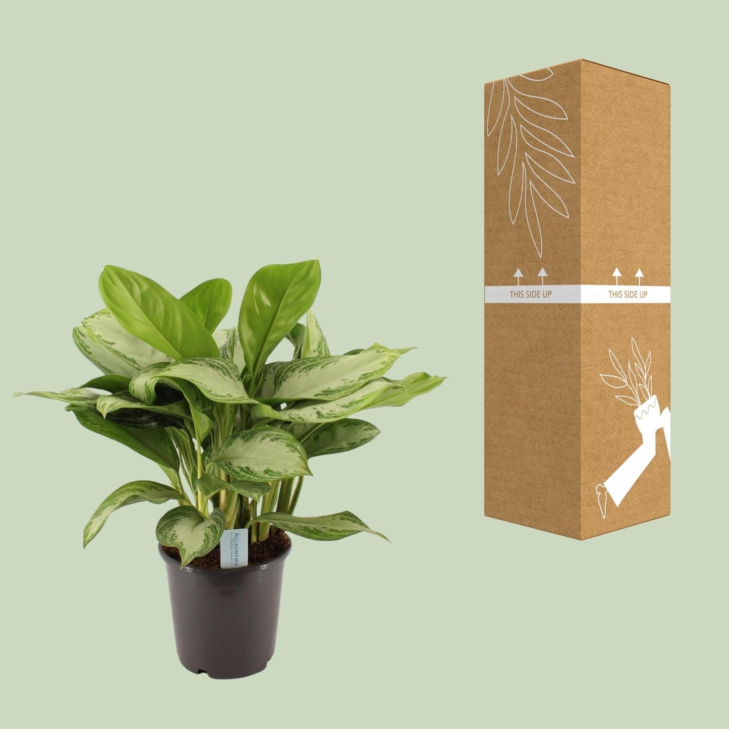 Green Agla 'Silver Bay' (Aglaonema)