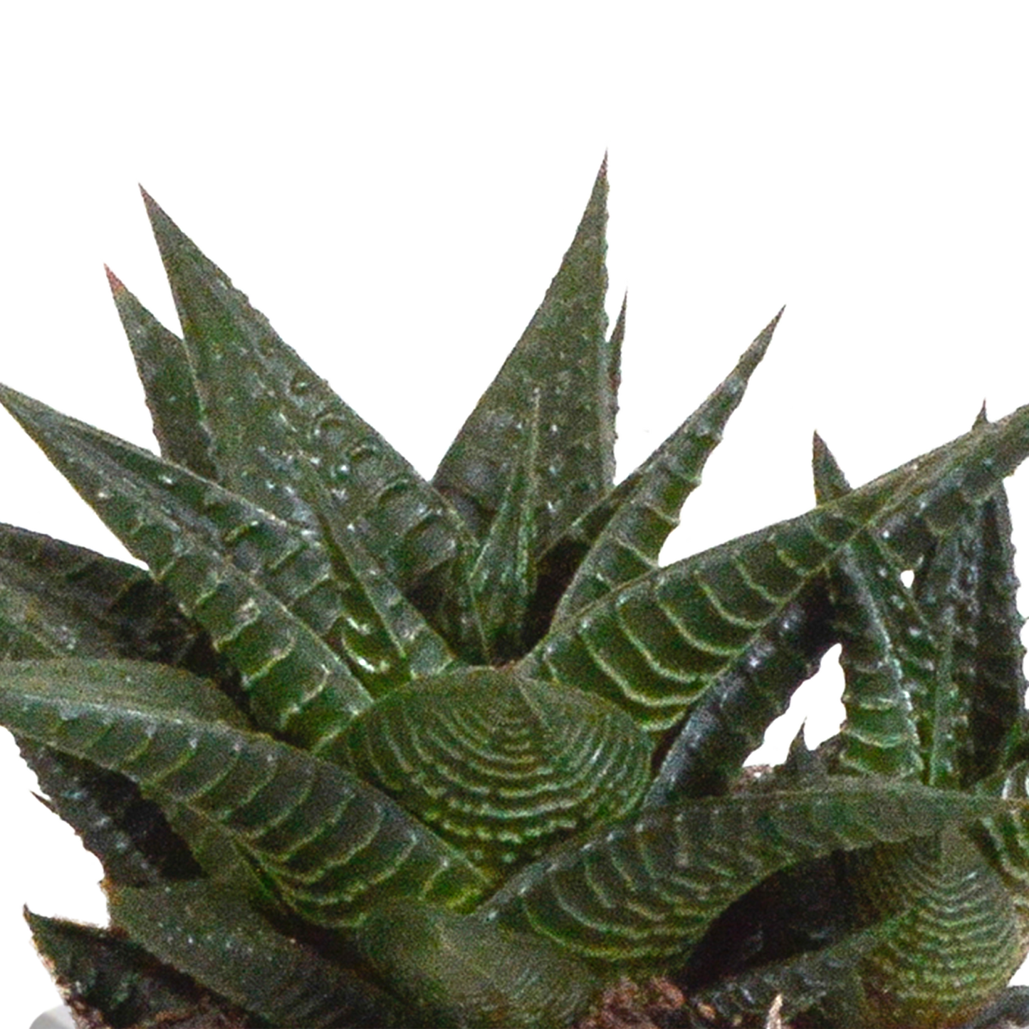 Gasteria/Haworthia-Mischung 8,5cm - 3x - in Mexicaanse pot