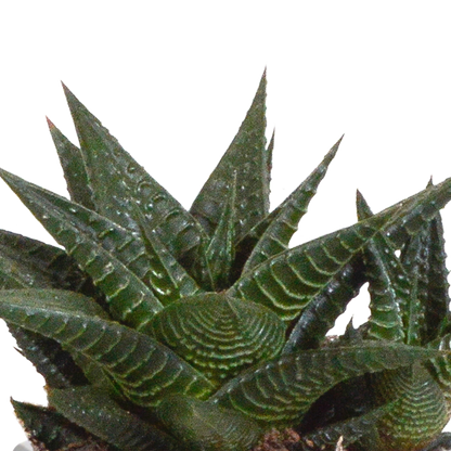 Gasteria/Haworthia-Mischung 8,5cm - 3x - in Mexicaanse pot