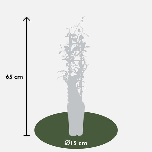 3x - Trachelospermum Mix - ↨65cm - Ø15