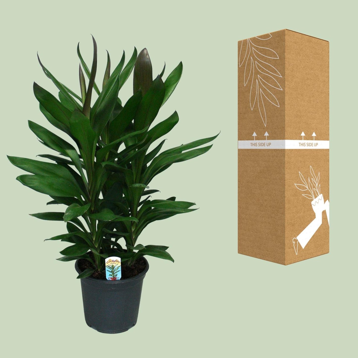 Cordyline Glauca - Ø19cm - ↕60cm