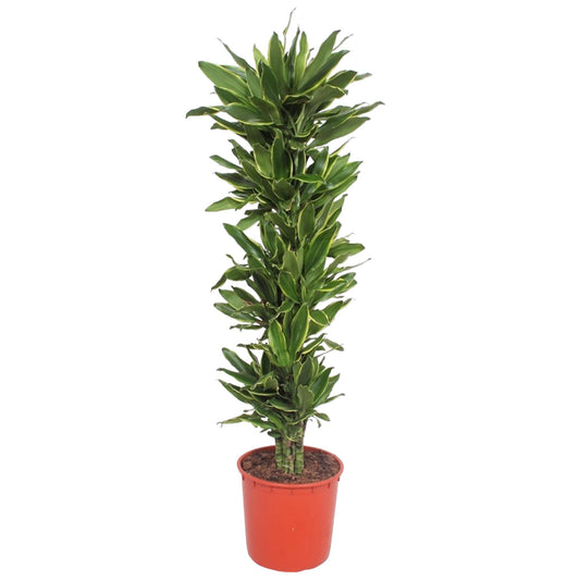 Drachenbaum Golden Coast – 200 cm – Tropische Eleganz
