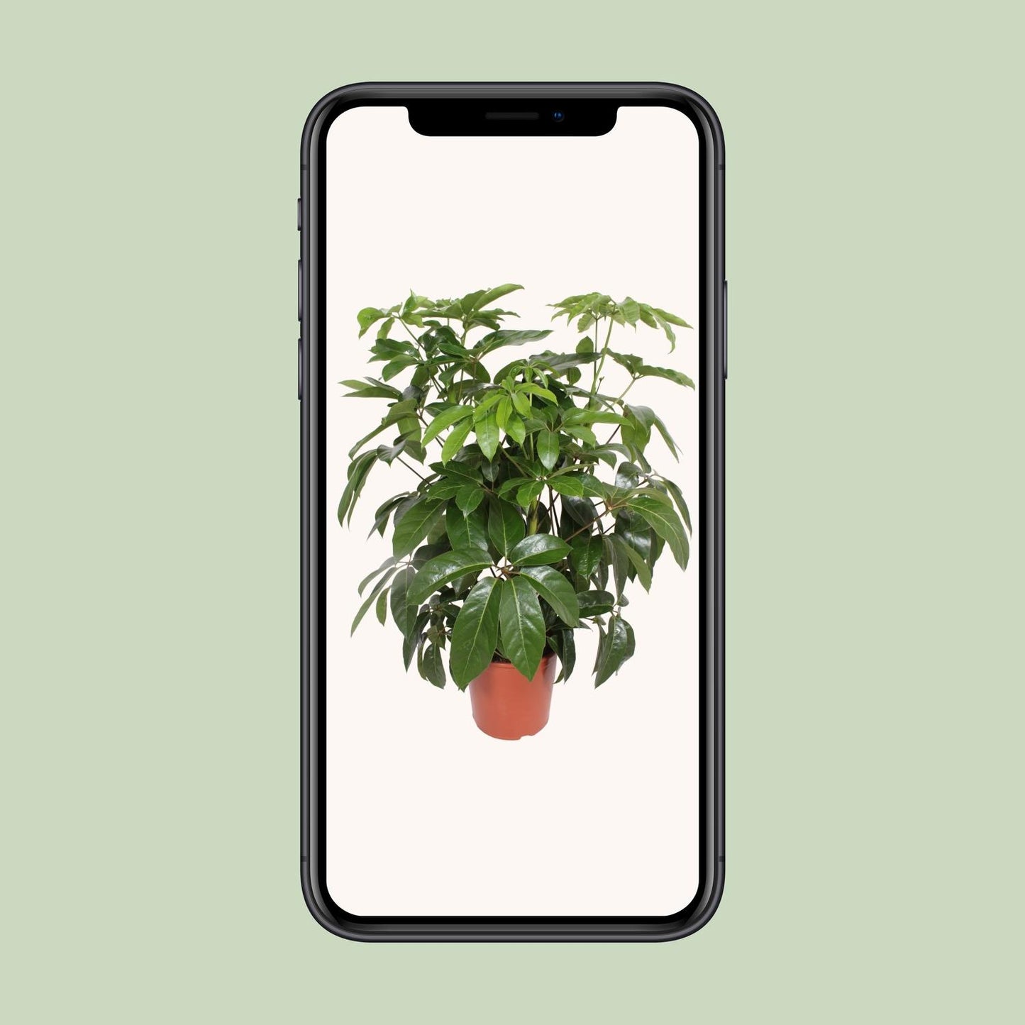 Schefflera Actinophylla Amate - Ø30cm - ↕120cm