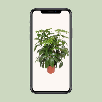 Schefflera Actinophylla Amate - Ø30cm - ↕120cm