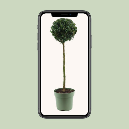 Buxus Semp. Mono-Ball - Ø23cm - ↕85cm