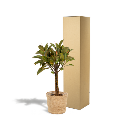 Ficus elastica Melany Stiel + Körbchen Selin - ↨90cm - Ø21cm