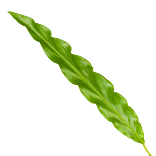 Korbmarante Bluegrass – Stilvolle, pflegeleichte Zimmerpflanze 35 cm