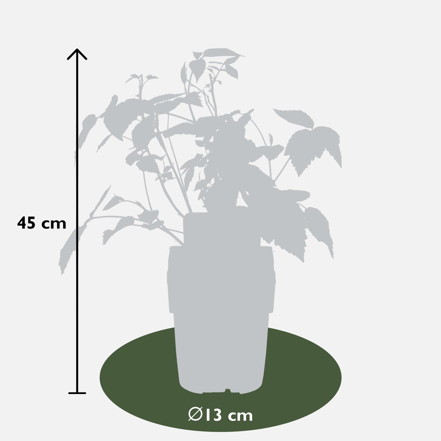 4x - Rubus 'Autumn' - ↨45cm - Ø13