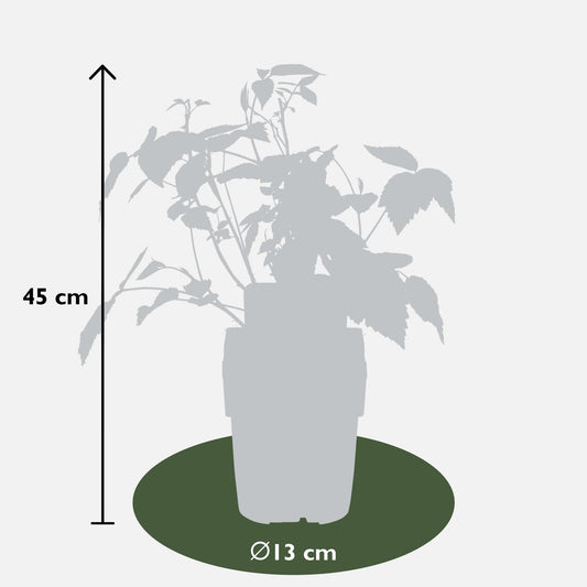 4x - Rubus 'Autumn' - ↨45cm - Ø13