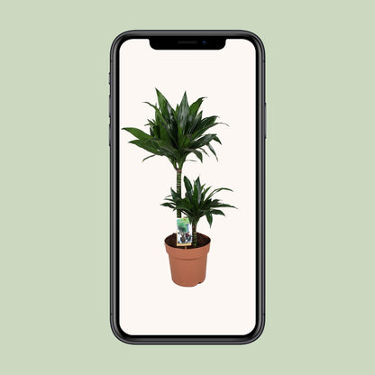 Dracaena Green Jewel 45-15 - Ø21cm - ↕100cm