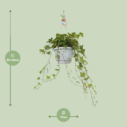 Hedera Helix Geelbont - Hangpot Wit / Basic - Ø17cm - ↕cm