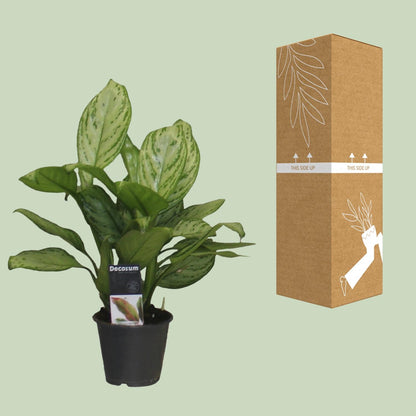 Aglaonema Christina - Ø12cm - ↕30cm