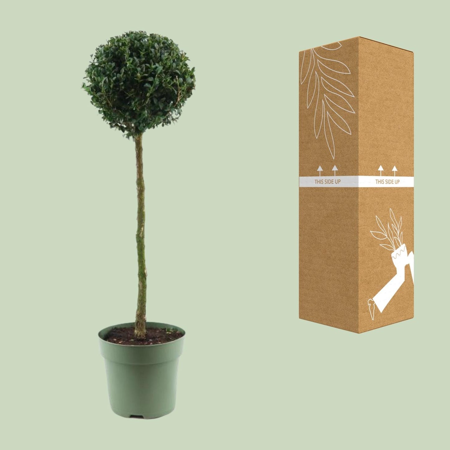 Buxus Semp. Mono-Ball - Ø23cm - ↕85cm