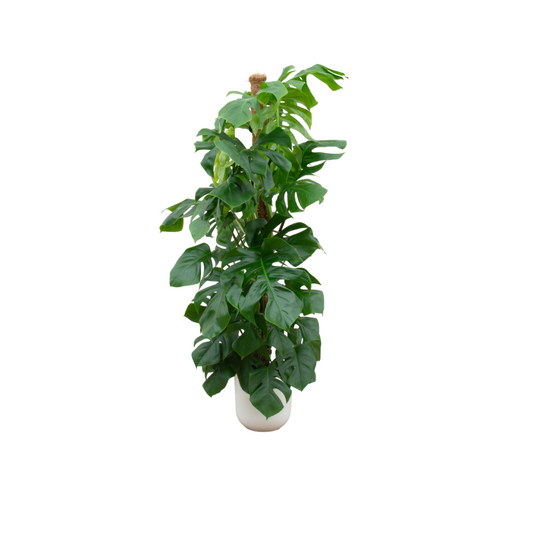 Fensterblatt XL – Monstera deliciosa mit Elho Topf (150 cm)