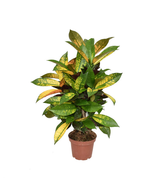 Croton Mrs. Iceton - Ø14cm - ↕60cm