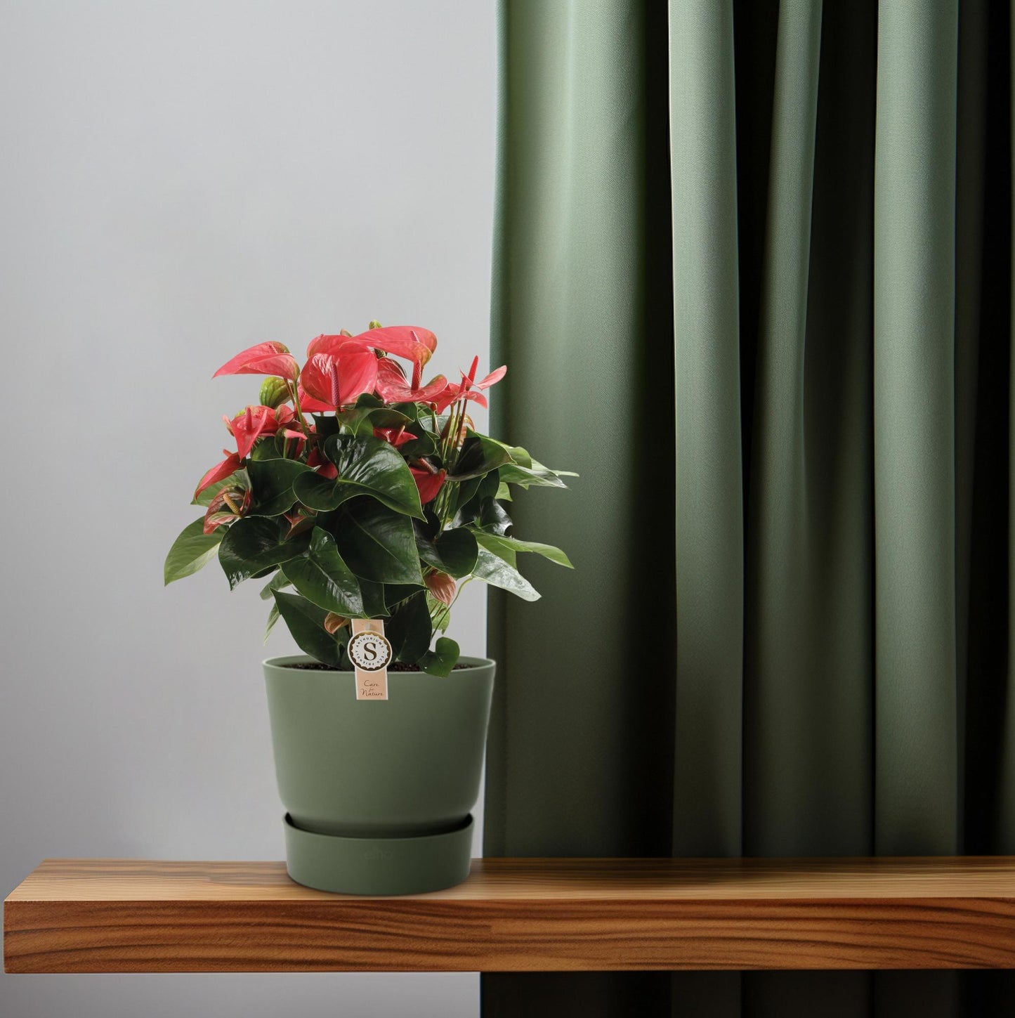 Anthurium Pink Champion - Ø21cm - ↕65cm
