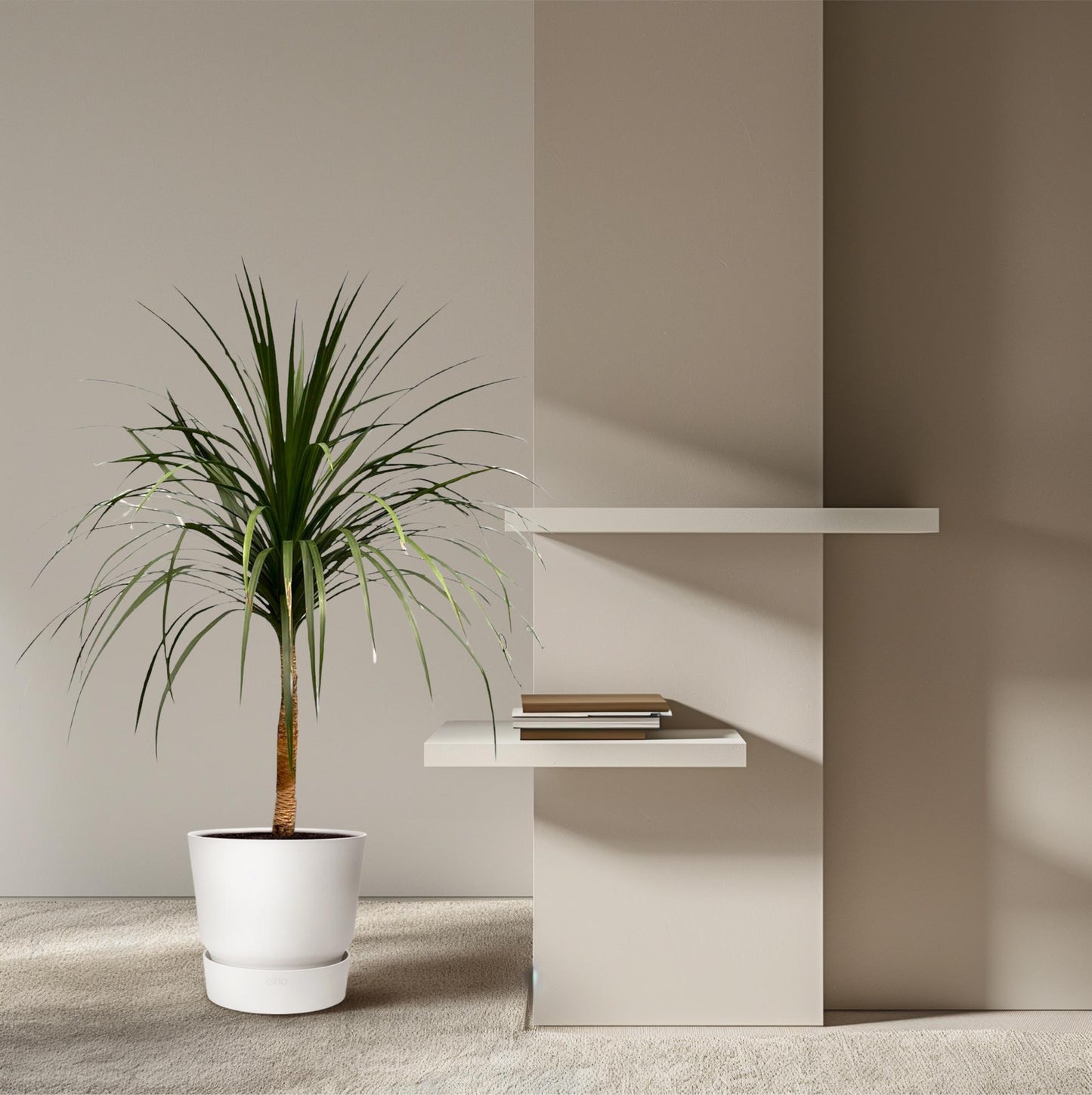 Drachenbaum 120 cm – Exotisch & Pflegeleicht
