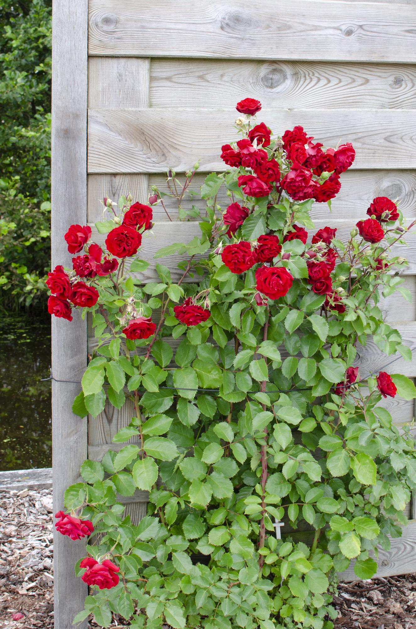 3x - Rosa Crazy in love 'Red' - ↨65cm - Ø15