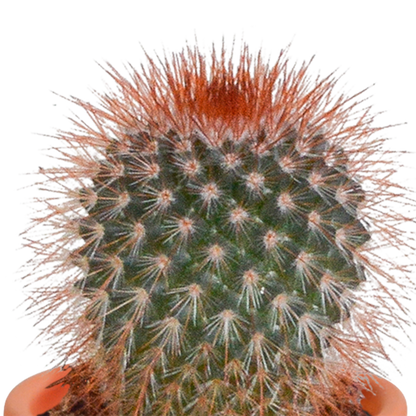 Cactus en vetplanten Mischung 5,5 cm | 15 stück - in Mexicaanse pot