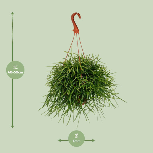 Rhipsalis Pulchra - Ø17cm - ↕45cm