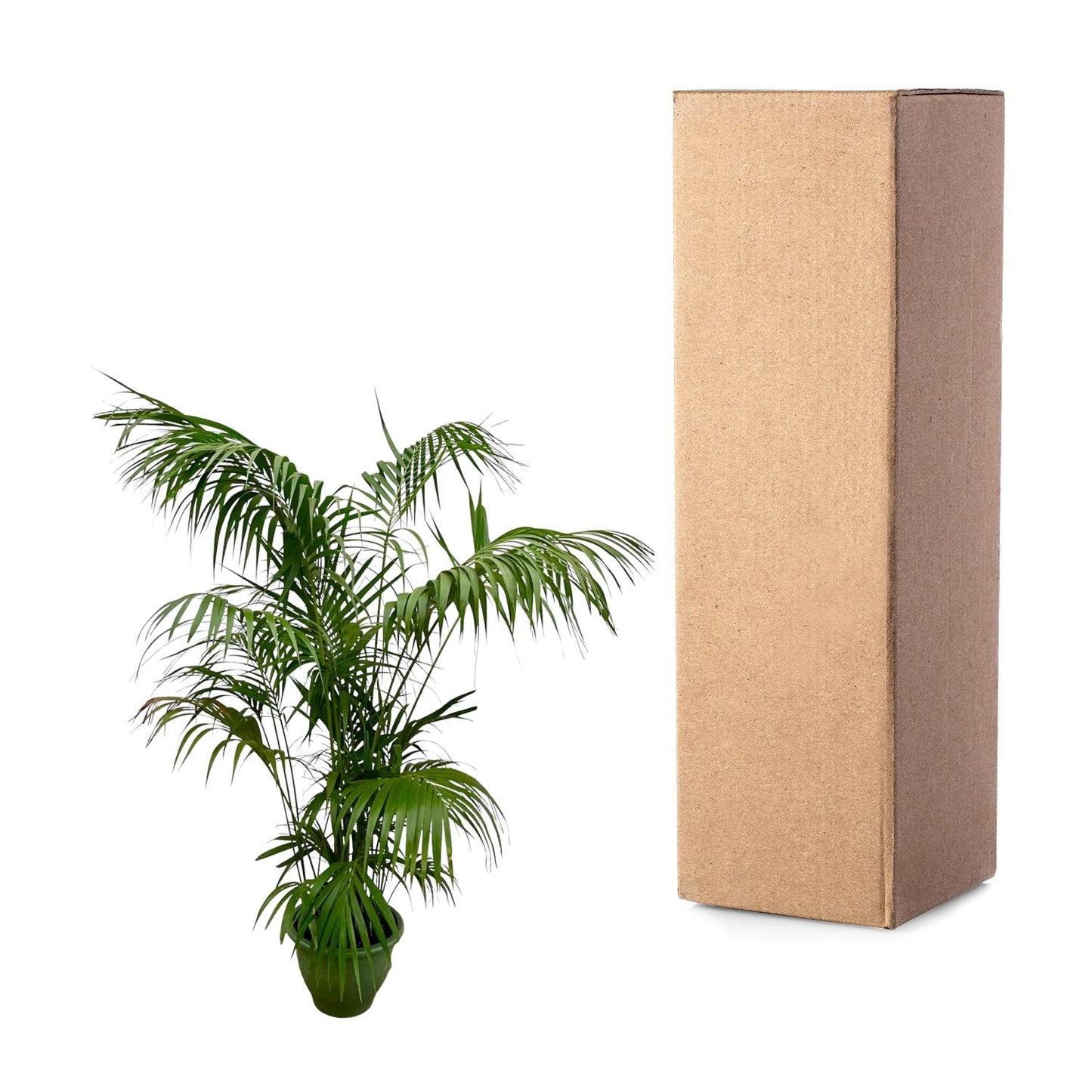 Kentia Palme XXL – Elegante Zimmerpflanze 260 cm