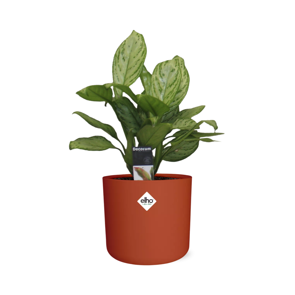 Aglaonema Christina in ELHO b.for soft rond 14cm brique