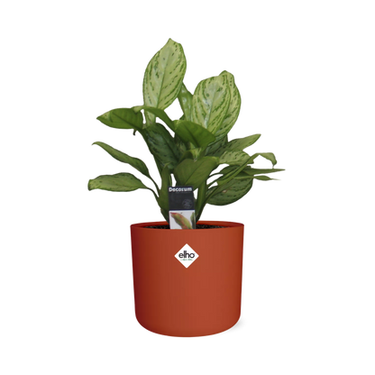 Aglaonema Christina in ELHO b.for soft rond 14cm brique