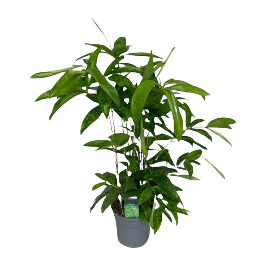 Dracaena Surculosa - Ø17cm - ↕60cm