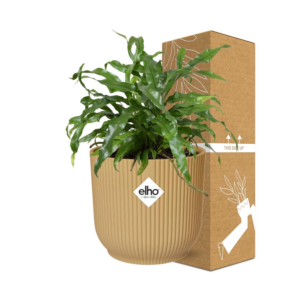 Microsorum Diversifolium in ELHO Vibes Fold 14cm geel