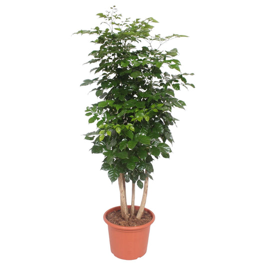 Glücksfeder 'Hainanensis' – Große, pflegeleichte Zimmerpflanze 190 cm