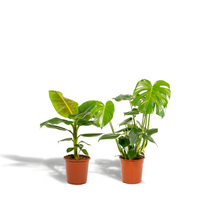 Monstera Deliciosa - Ø21cm - ↕75cm + Musa Dwarf Cavendish - Ø21cm - ↕85cm