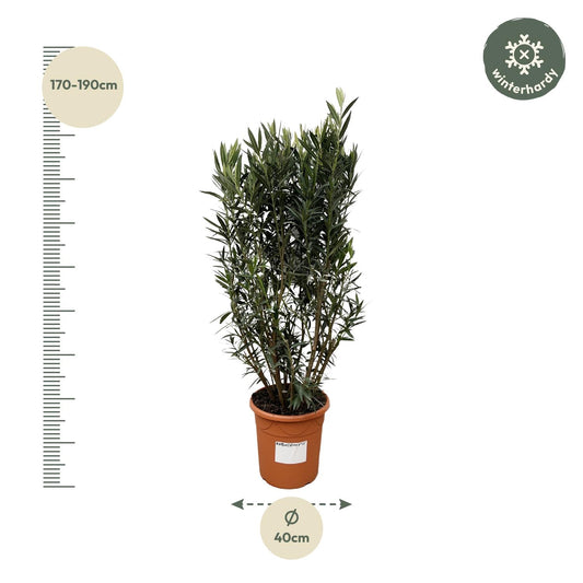 Oleander (Nerium Oleander) – 180 cm Kübelpflanze Ø40 cm