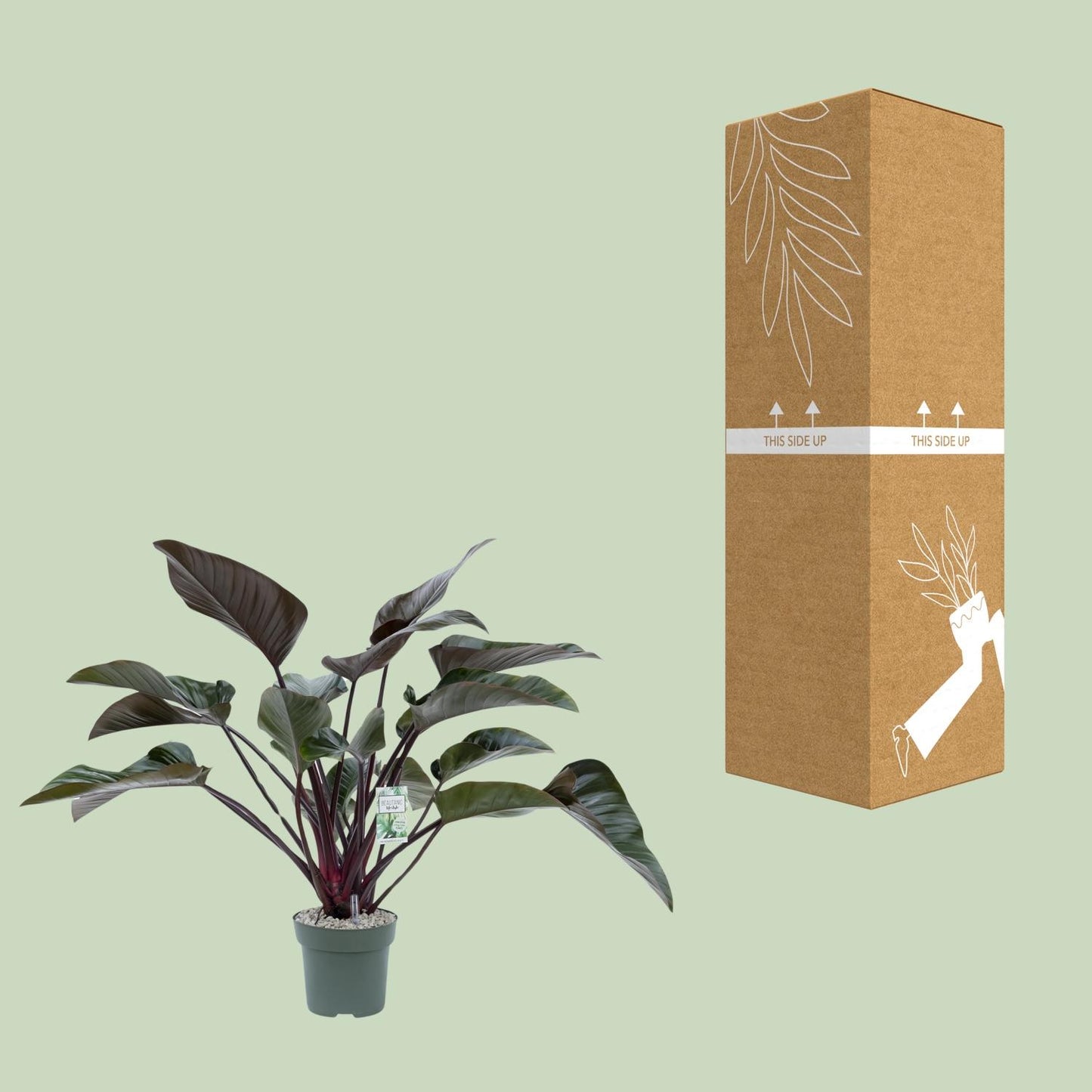 Philodendron Red Beauty - Ø27cm - ↕60cm