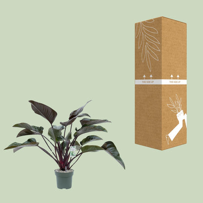 Philodendron Red Beauty - Ø27cm - ↕60cm