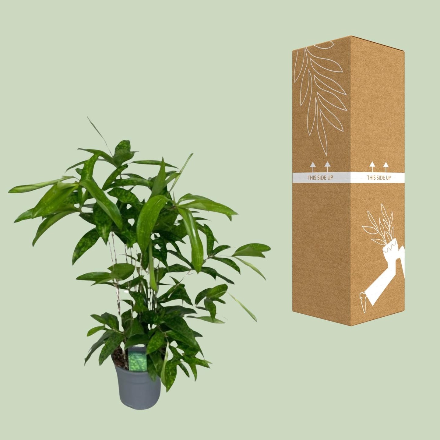 Dracaena Surculosa - Ø17cm - ↕60cm
