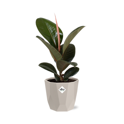 Ficus Elastica ‘Robusta’ in ELHO b.for rock 14 cm warm grey