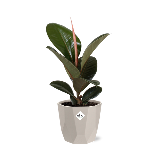 Ficus Elastica ‘Robusta’ in ELHO b.for rock 14 cm warm grey