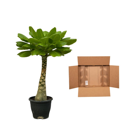 Hawaiianische Palme 25 cm – Exotische Zimmerpflanze