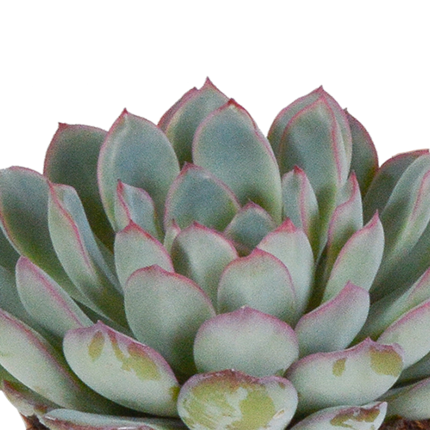 Echeveria Mix 3er Set – Pflegeleichte Sukkulenten 8,5 cm