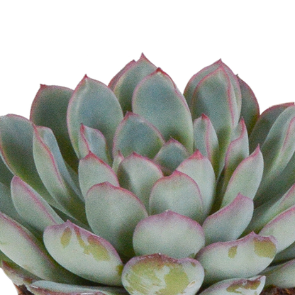 Echeveria Mix 3er Set – Pflegeleichte Sukkulenten 8,5 cm
