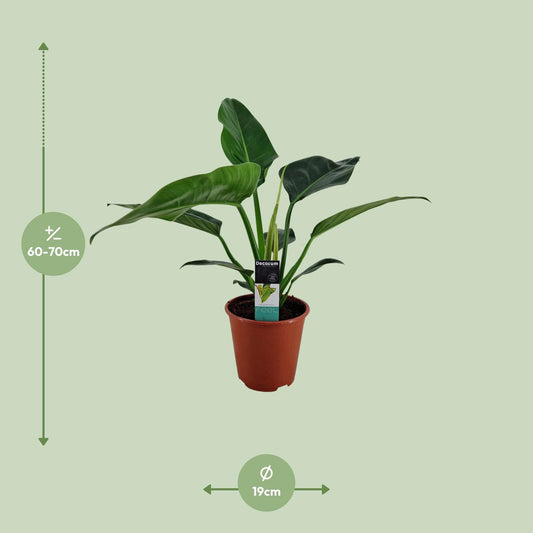 Philodendron Congo Millions - Ø19cm - ↕70cm