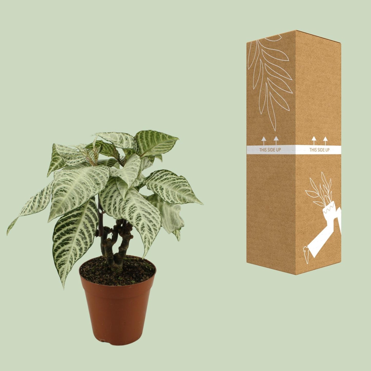 Aphelandra White Wash - Ø15cm - ↕50cm