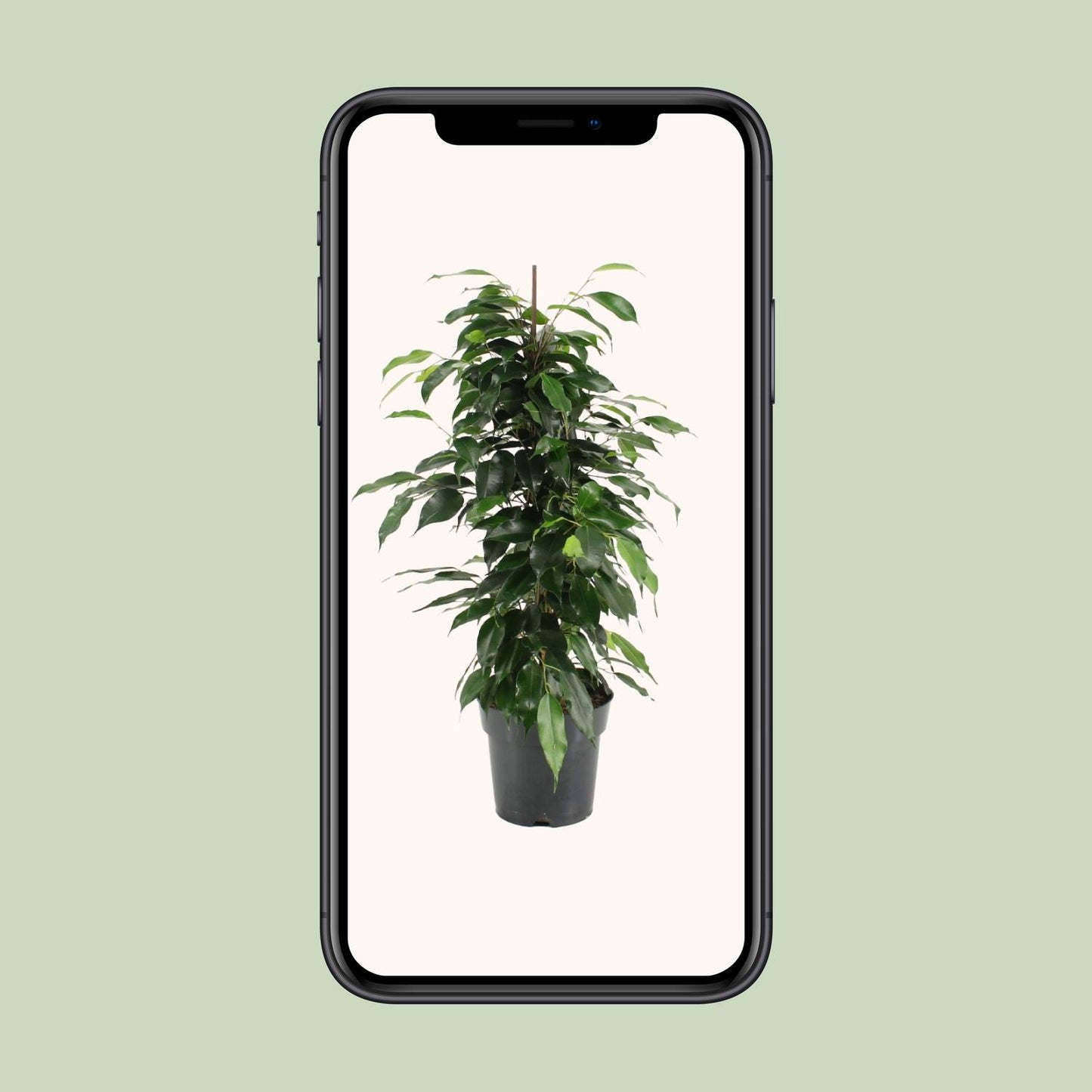 Ficus Benjamina Danielle - Ø17cm - ↕70cm