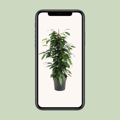 Ficus Benjamina Danielle - Ø17cm - ↕70cm