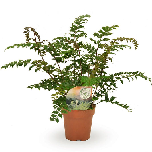 Didymochlaena Truncatula - Ø12cm - ↕35cm